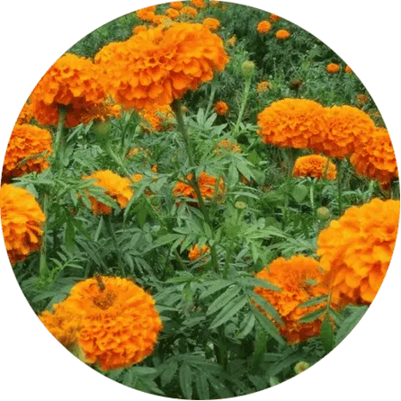 Visium Max lutein and zeaxanthin